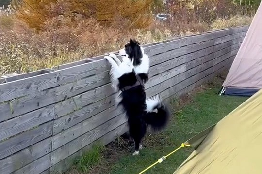 キャンプ場で『3分だけ犬のそばを離れた』結果→『置いて行かれた』と勘違いして…愛おしすぎる光景が38万再生「可愛い」「たまらない…」