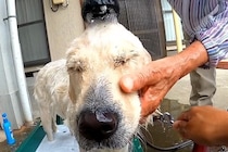 田舎のおばあちゃんが『犬を洗った』結果→容赦なさすぎる『豪快な洗いっぷり』が210万再生「想像以上で笑うｗ」「信頼を感じる」現在の様子も