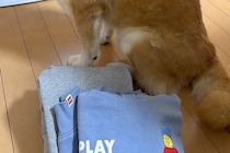 朝、ストーブの前で服を温めていた男の子→犬が強行突破して…微笑ましい光景が55万表示「顔が好きすぎて笑う」「定位置だもんねｗ」と爆笑の声