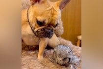 友人宅のフクロウに会った犬→じっと動かないのを心配して…種族を超えた『母性あふれる光景』が15万再生「仲良くなれるんだ」「優しい子」