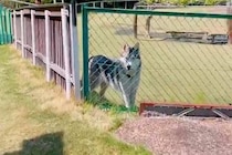 ドッグランでトイレに行った結果→大型犬が『置いていかれた』と勘違いして…想像以上に『健気な様子』が11万再生「泣きそう」「たまらない」