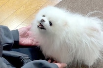 半年ぶりに実家に帰省し『大好きなおばあちゃん』と再会した犬→お互いの反応が『尊すぎる』と7万再生「かわいい…」「笑顔たまらない」