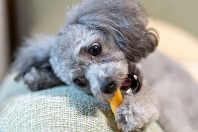 おやつを食べるグレーの犬