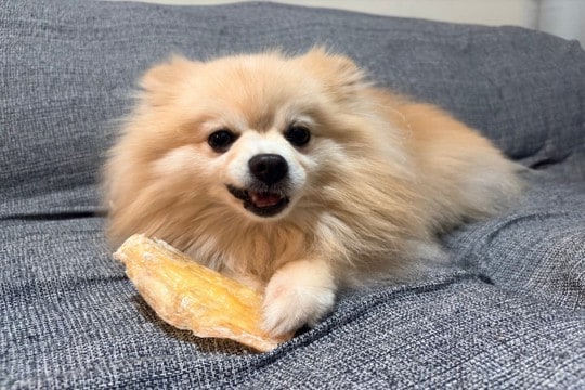 犬におやつを与えすぎる『5つの悪影響』一日に食べさせてもいい適正量まで