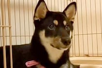 『長く売れ残っていた犬が、我が家に来て変わったこと』別犬かと思うほどの『愛おしい変化』が69万再生「最高な出会い」「待っていたと思う」