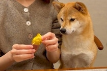 犬と『焼き芋を半分こ』して食べていたら…あまりにも可愛い『おねだり』が最高すぎると17万再生「人間の子どもみたい」「膝に…可愛すぎる」