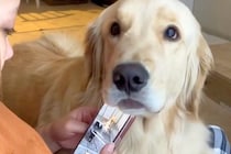 スマホをいじっている女性→構ってほしそうな大型犬が…絶対に無視できない『あざとい行動』が24万再生「イチャイチャしやがってｗ」「可愛い」