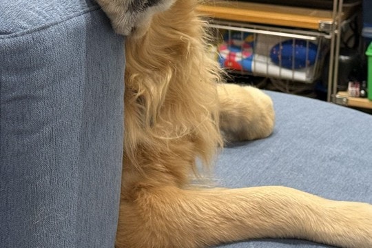 家族が食事中、すでにご飯を食べた大型犬が…思った以上に『切ない表情』に55万表示の反響「過去のことだもんね…」「うちも同じw」の声