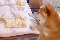 『赤ちゃんが見当たらない！』とパニックになる犬→家族愛に溢れた『焦りすぎている光景』が227万再生「感情ダダ漏れ」「母性爆発してる」