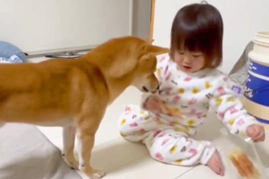 小さな女の子に『おすわりして』と言われた犬→ちゃんと座ったら…癒やされる『幸せの光景』が21万再生「どっちも可愛いw」「優しい世界」