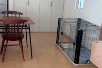 妻が犬を連れて動物病院へ→ふと家の中を確認してみた結果…衝撃的な『わすれもの』が15万再生「笑ったｗｗ」「キョトンとしてて草」と爆笑の声