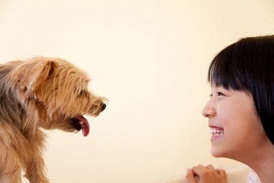 見つめ合う犬と女の子