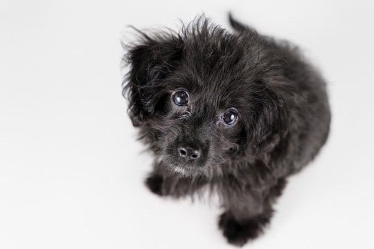 犬が『じっと見つめてくる』心理4選 目が合ったときに飼い主がすべき正しい対応まで