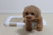 犬の『危険なウンチ』５選　判断する方法や今すぐに病院へ連れて行くべき状態まで