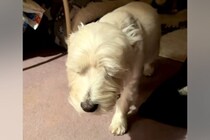 『寝起きすぎる犬』がSNSで話題　スロー再生かと思うほどの動きに「あかん、可愛すぎる」「眠いと嬉しいがいっぺんにｗ」と74万再生の反響