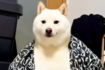 『服やったんｗｗｗ』犬にAI加工をしてみた結果→思わず笑う『衝撃の最終形態』が58万再生「うちのお父さんかとｗｗ」「親分レベルの貫禄」