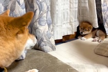 先輩犬に吠えられて後ずさっていた子犬→1年後…たくましく育った『現在の光景』が微笑ましいと50万再生「強くなりましたね」「がんばれ」