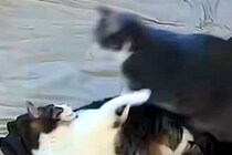 2匹の猫が喧嘩を始めた結果→気付いた大型犬がすぐに駆け付けて…まさかの『神対応』が64万表示「優しく論してて感動」「本当に優しい」と称賛