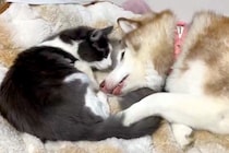 『生後9ヶ月の子猫』と一緒に転がる大型犬→ギャップがたまらない『意外な光景』に1万いいね集まる「めっちゃ甘えてる」「猫も照れてますね」