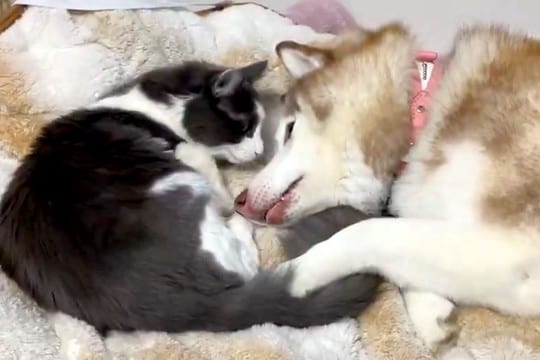 『生後9ヶ月の子猫』と一緒に転がる大型犬→ギャップがたまらない『意外な光景』に1万いいね集まる「めっちゃ甘えてる」「猫も照れてますね」