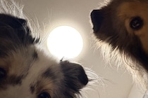 『はい、すいません、起きます』ふと目が覚めると、2匹の犬が…絶対二度寝できない光景に3万いいね「めっちゃ圧で草」「観察されてるｗ」