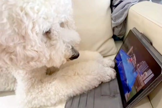 iPadの中で『亡くなってしまった同居犬』を見つけた犬→真剣に画面を見つめ…思わず泣いてしまう光景が54万再生「会いたいね…」「涙出た」