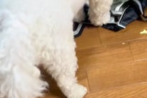 やけに静かな犬→『おかしいな』と思って見てみたら…怒るに怒れない『まさかの光景』に反響「ダメでしたか？って顔ｗ」「可愛いから許しちゃう」