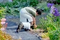 田舎に住むおばあちゃん→畑で野菜を収穫中、犬が一緒についてきて…『本当の孫』のような光景が48万再生「可愛すぎ」「お手伝い偉い」と大絶賛