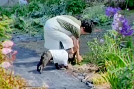 田舎に住むおばあちゃん→畑で野菜を収穫中、犬が一緒についてきて…『本当の孫』のような光景が48万再生「可愛すぎ」「お手伝い偉い」と大絶賛