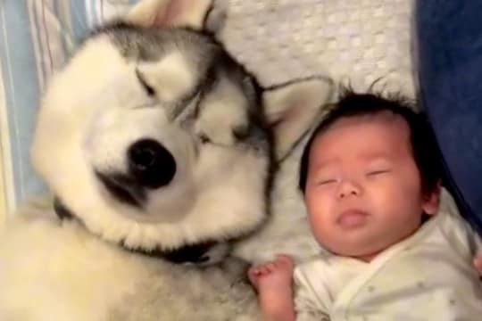 『赤ちゃんに育てられた大型犬…?』一緒に過ごしていくうちに覚えてしまった『まさかの行動』が153万再生「大きな赤ちゃんで草」「可愛すぎ」