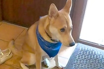 外食へ行くため、犬に『お留守番』を頼んだ結果→玄関で…愛おしい拒否と『帰宅時の熱烈歓迎』に反響「健気でかわいい」「一緒に行きたいね」