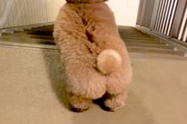 仕事から帰宅したパパを出迎える犬→喜び過ぎてしまい…疲れ吹き飛ぶ『愛おしい行動』が76万再生「愛が止まらないｗ」「高速コロッケ」と反響