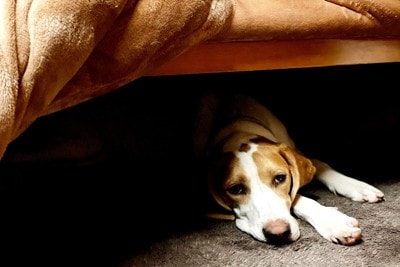 こたつの中で寝そべっている犬