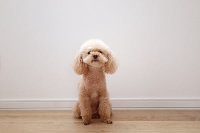 お座りするトイプードル