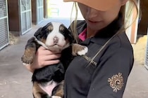 両手に収まるほど小さな『赤ちゃん犬』→6ヶ月まで成長した結果…子犬とは思えない『衝撃のデカさ』が375万再生「成長はやｗｗ」「可愛すぎ」