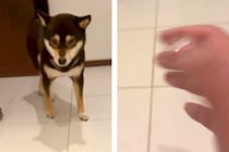 犬を呼んでも来ないので『他の犬を撫でるふり』をした結果…「思春期の子供で草」「ワロタｗｗ」予想裏切る『まさかのリアクション』が38万再生