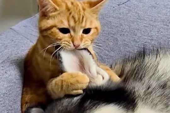 寝ているハスキー犬にイタズラをする子猫→『怒るかな』と思ったら…5秒後の光景が尊すぎると127万再生「ふたりとも幸せそう」「可愛い」