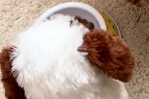 犬がご飯を食べてくれないので『動くおもちゃ』をお皿の横に置いた結果…まさかの光景に7万再生の反響「闘争心が大事ｗ」「ライバルで草」