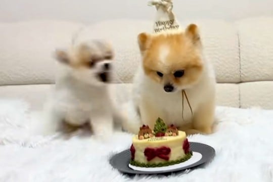 犬の誕生日をケーキでお祝い→みんなで『待て』をする最中、フライングしてしまい…まさかのブチギレが170万再生「容赦ないｗ」「全員面白い」