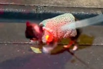 17歳のおじいちゃん犬→お散歩をしたら、ゆっくりと落ち葉を踏んで…とんでもなく尊い『歩き方』が147万再生「ゼンマイ式かな？」「涙出た」