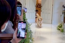 大型犬が『結婚式のリングドッグ』を務めた結果→もはやアイドル？微笑ましいファンサが222万再生「寄り道しすぎで草」「幸せな時間…」