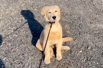 『お散歩拒否』をする大型犬の子犬→『家に帰るフリ』をすると…わかりやす過ぎる『態度の変化』に反響「普通の犬と逆で面白いｗ」「インドア派」