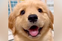 ゴールデンレトリバーの子犬が『猫に育てられた』結果→影響を受け過ぎている光景に225万再生の反響「犬らしさ忘れてるｗ」「最高なコンビ」