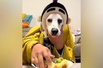 犬と『二人羽織』に挑戦した結果→本能むき出し過ぎる『カオスな状況』に256万再生の反響「脳がバグるｗ」「制御不能ｗｗ」「ご乱心で草」