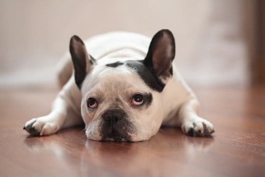 犬が『退屈している』ときにみせるサイン5選　暇だと感じやすいタイミングや充実させる工夫まで