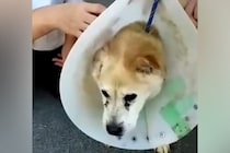 首輪の代わりにワイヤーをつけられた『迷子の老犬』を保護→愛情を与えた結果…『表情に変化』に思わず涙が出ると26万再生「本当に良かった」