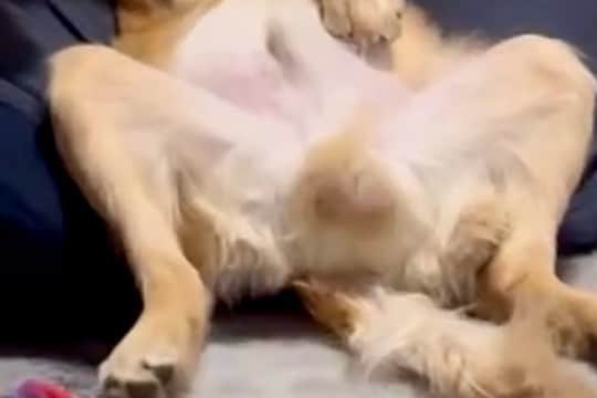 皿洗い中、ふと『クッションに寝転がる大型犬』を見た結果…完全に『オッサン化』している光景が153万再生「家主で草」「背中チャックない？」