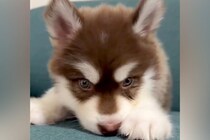 『こんなに小さかった赤ちゃん犬が…』生後4ヶ月になった結果→あまりにも尊い成長の記録が10万再生「愛しいのかたまり」「毎日が貴重な時間」