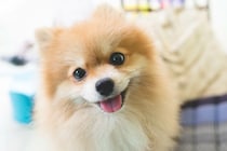 『飼い主のことが大好きな犬』の共通点5選　見逃したくない愛情表現や好いてもらうコツまで