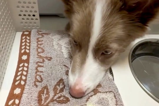 『水を飲んだら口を拭いてね』と教えられた犬→習得したかと思ったら…まさかの『勘違い』が314万再生「最高ｗｗ」「めっちゃ笑った」と絶賛